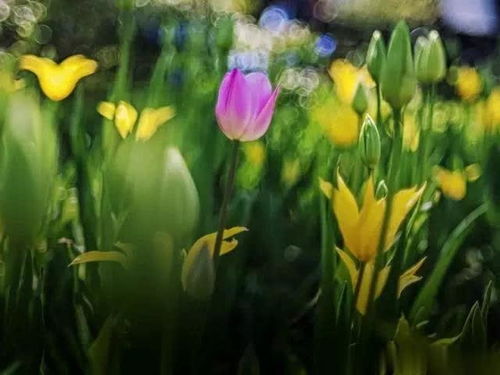 荷蘭鮮花加工廠 當工作邂逅繁花之美